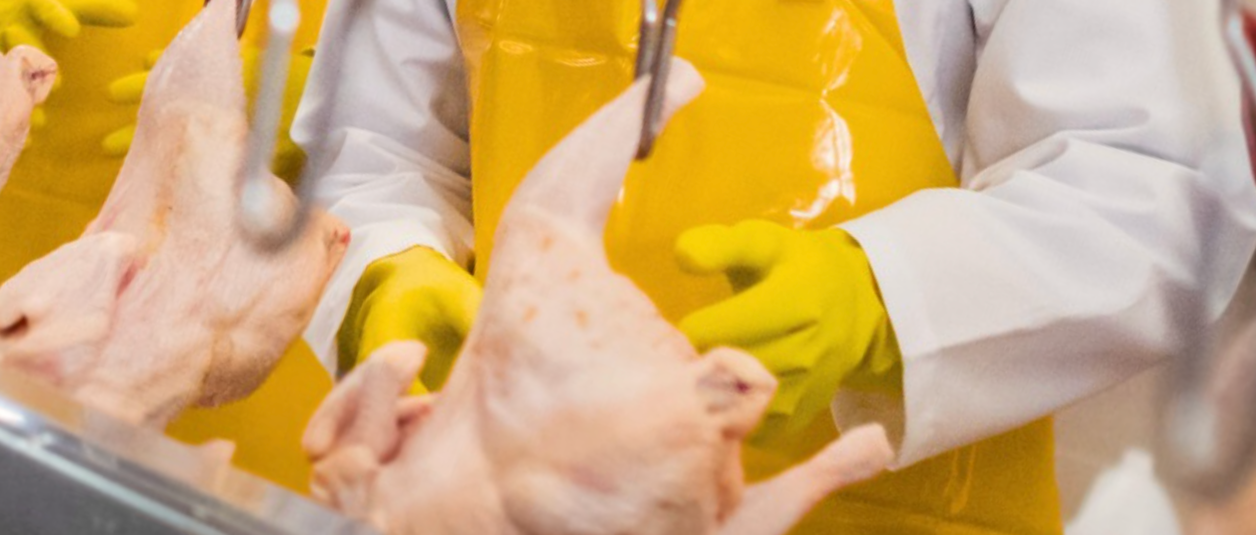 Hygiene and Safety Supplies for Meat Processing Plants and Commercial Butchery